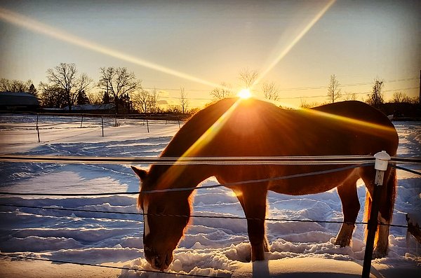 New artwork for sale! - "Cheval" - fineartamerica.com/featured/cheva… @fineartamerica