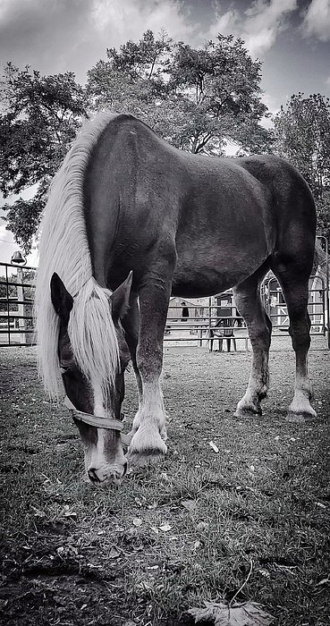 New artwork for sale! - "Gretel" - fineartamerica.com/featured/grete… @fineartamerica