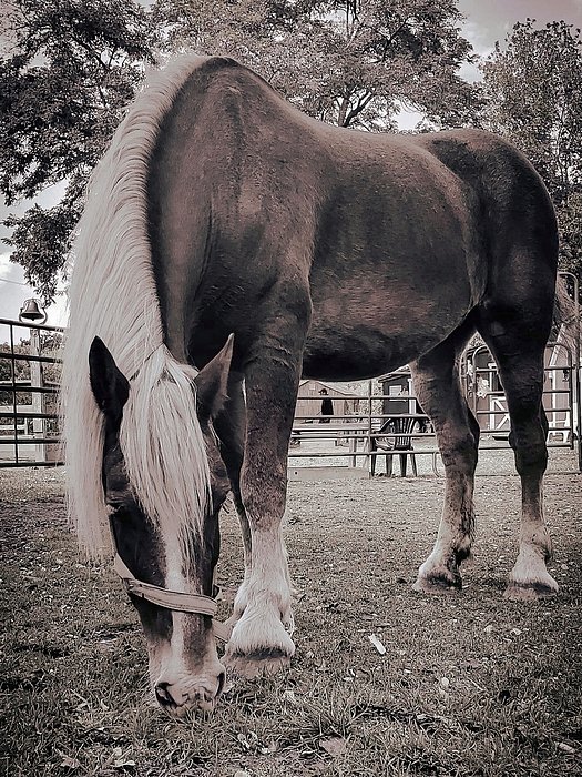 New artwork for sale! - "Gretel 2" - fineartamerica.com/featured/grete… <a href="/fineartamerica/">Fine Art America</a>