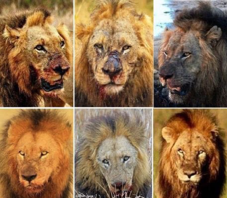 Top 58+ imagen leones hermanos mapogo