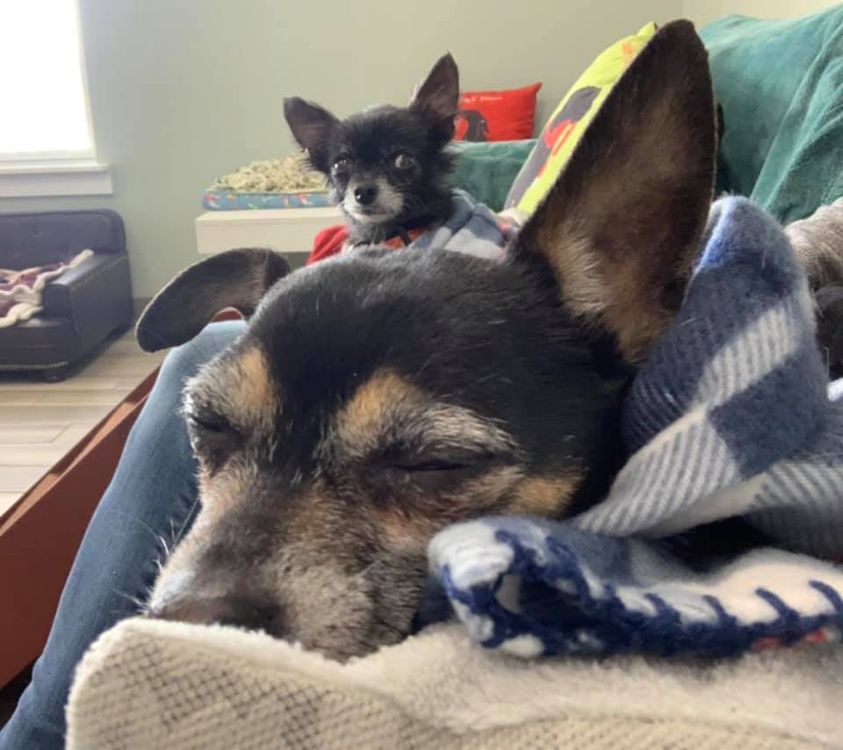 youngatheartpet's tweet photo. #WoofWednesday

Missy - “Hey Cosmo!  Did you hear that?  I think I heard a can opener.”
Cosmo - “💤💤💤💤💤💤💤💤...” https://t.co/aNZsCHWdHF