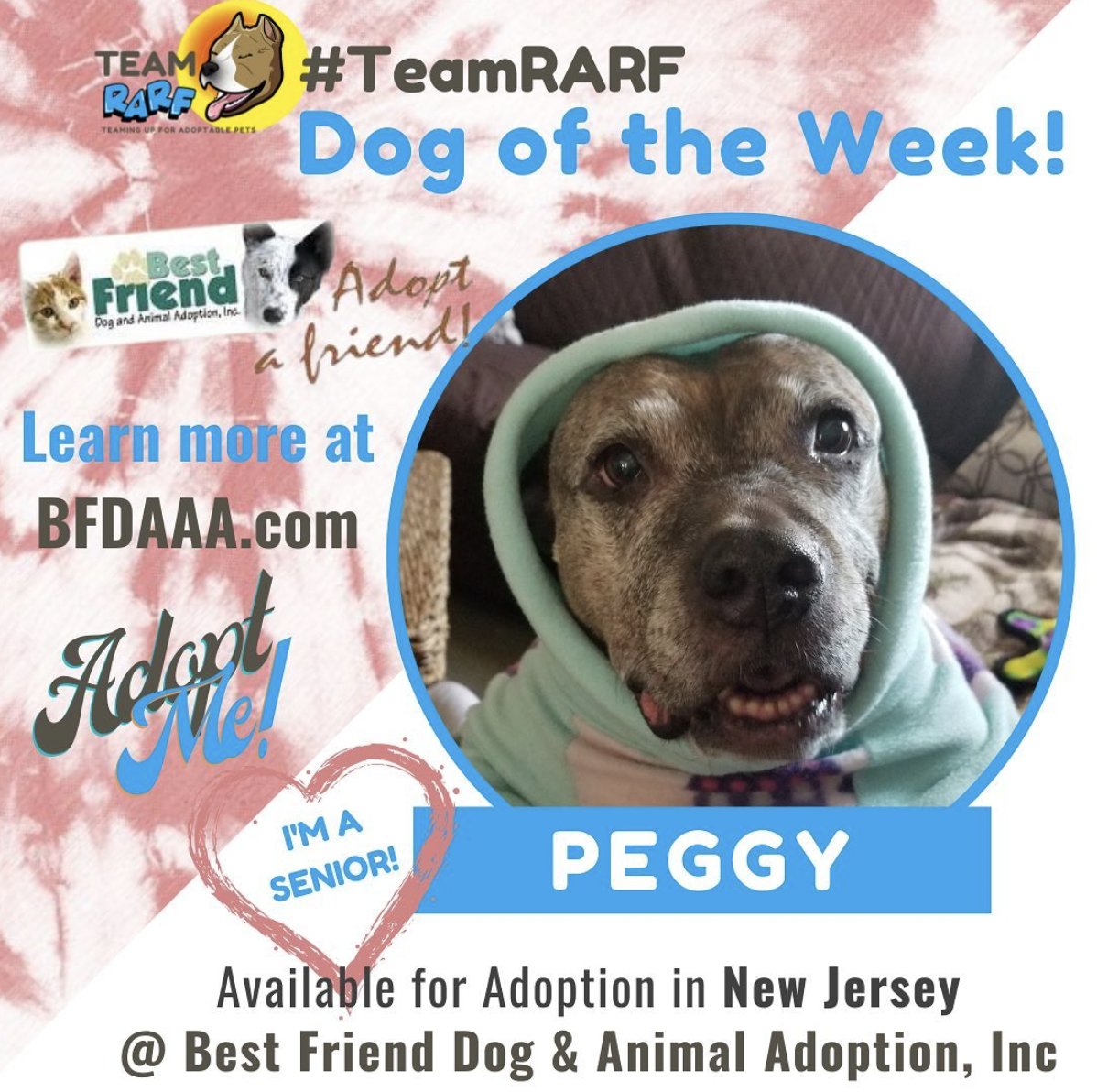 RARF_official's tweet photo. Introducing Peggy, the #TeamRARF Dog of the Week!

This 10-year-old #senior cutie is being fostered in New Jersey ❤️

Interested in this adora-bull senior? Visit https://t.co/Kl9qYYs9hx! (More info in the text tweet!) https://t.co/2C7NpcPTxz