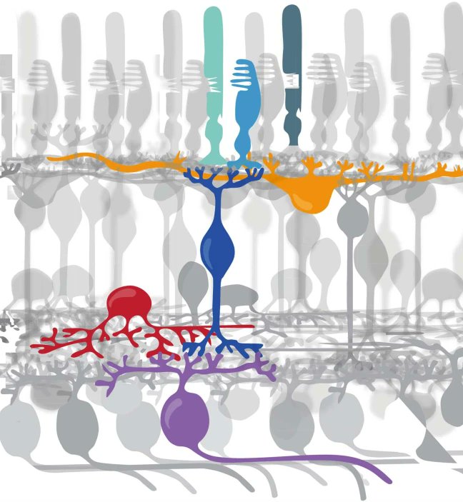 NatureBiotech's tweet photo. Light-activated genetic therapy to treat blindness enters clinic https://t.co/qI7J5mErNr https://t.co/0vyZTKYBKT