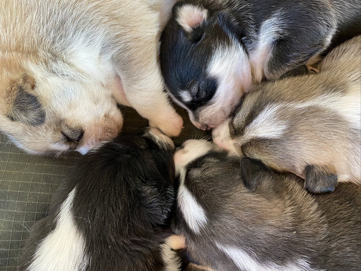 Congratulations, Leap and Tenzing, on your beautiful puppies!