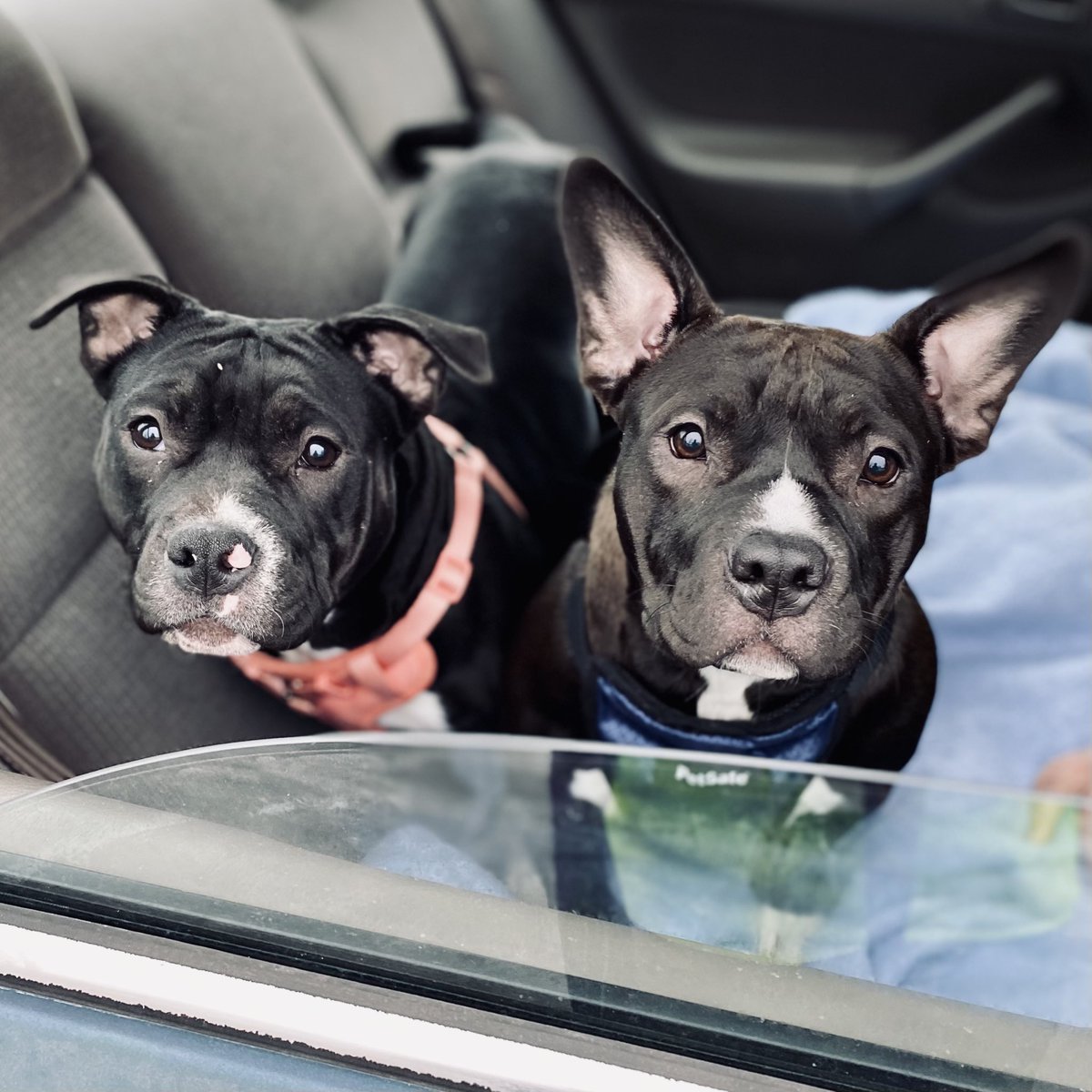 everydayrev's tweet photo. This is Luna and Roo. They are very wriggly and love lots of pets. Their people say they are very, very, good pups❤️
#PetsofH2H
#CovidCompanions https://t.co/WhifixxqiU