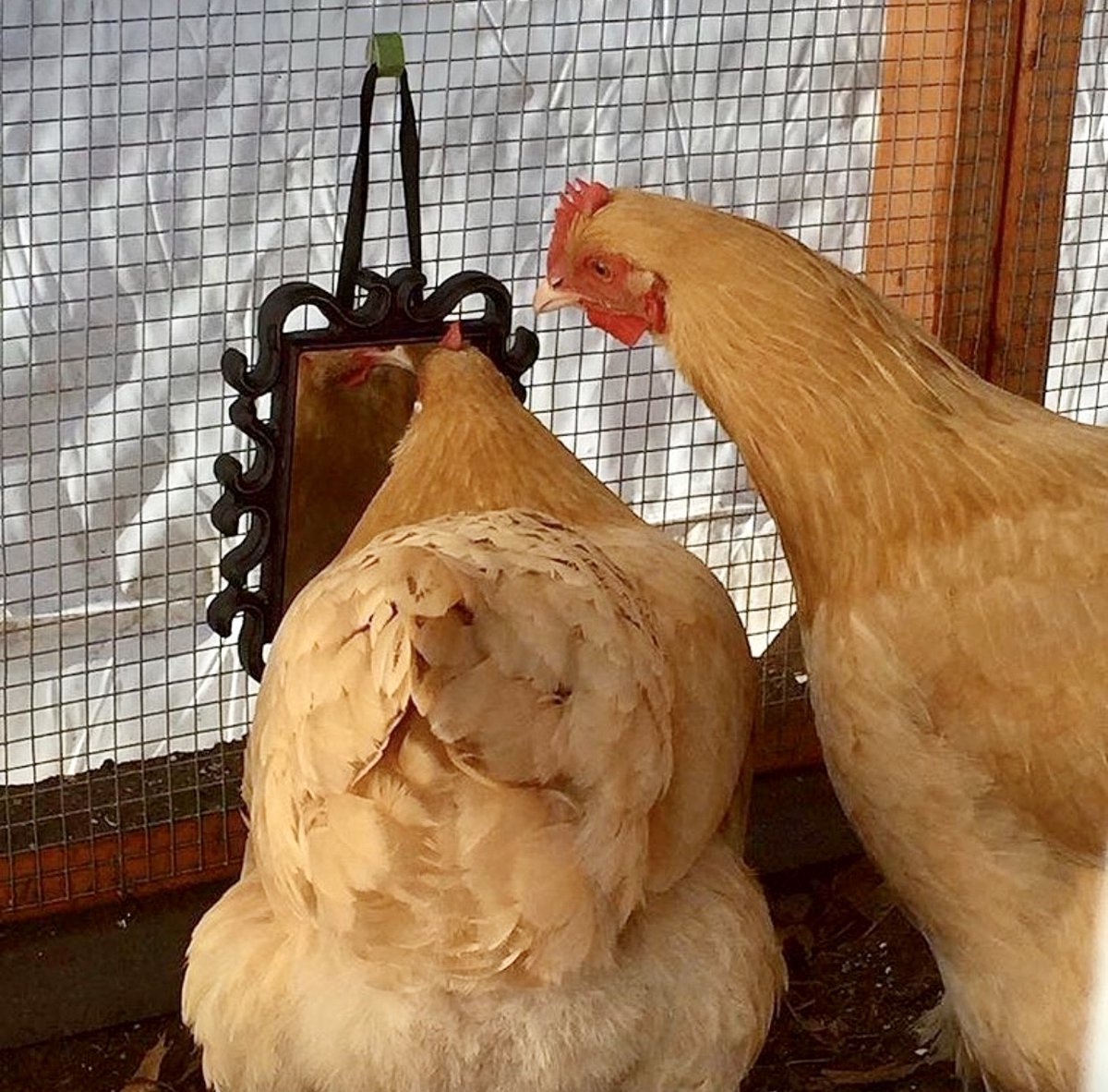 mypetchicken's tweet image. Check out our February Backyard Chicken Checklist with ideas for you and your flock to beat the winter blues: bit.ly/2OI4bn3

#winterblues #mypetchickenofficial #bufforpingtons #chickens #chickenblogs #chickenchecklist #backyardflock