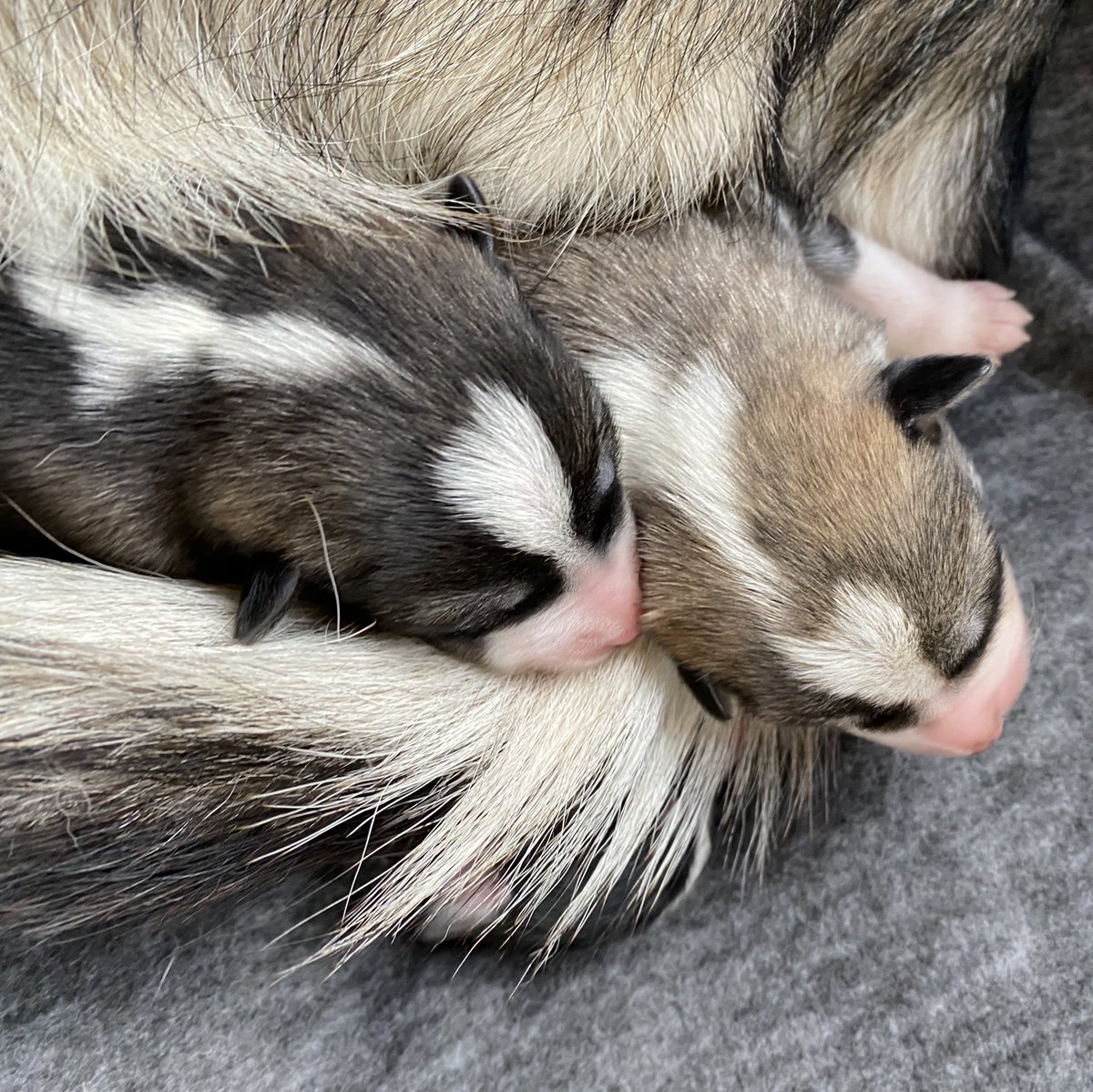 Leap is an amazing mama. Attentive without being anxious, making sure each puppy is warm and fed.