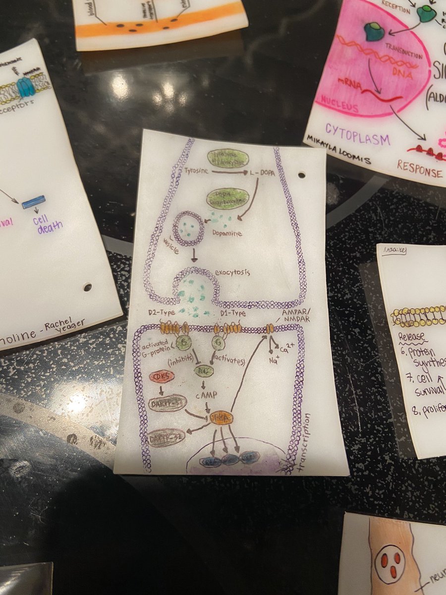 SchermsLHS's tweet photo. #LHSbiology305 did cell parts... #LHSAPbio takes it up a notch... cell signaling shrinky dinks! https://t.co/afcaZMdyEm