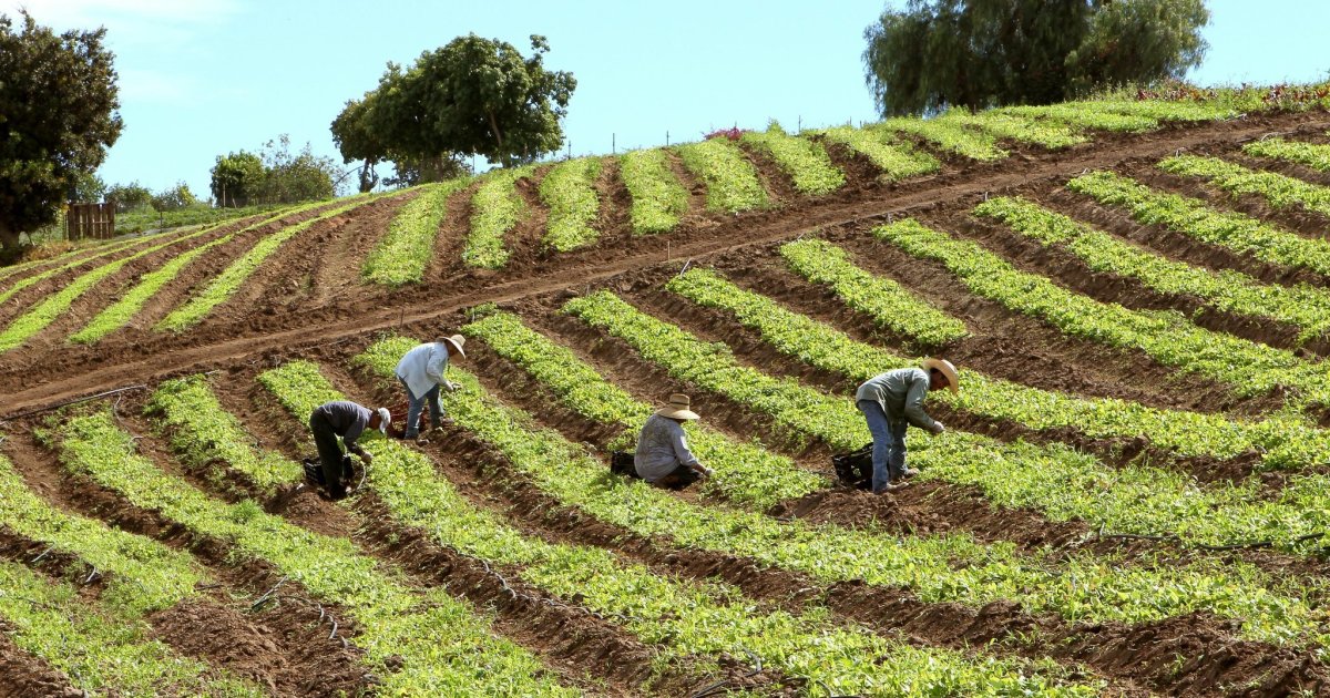 Opinion: San Diego County wastes 500,000 tons of food each year. Here's a better solution. dlvr.it/Rswy0t [Opinion]