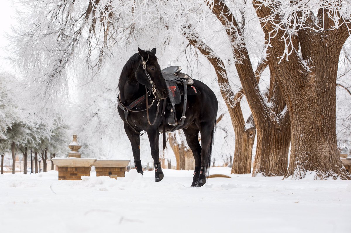 I’d say <a href="/ttu_maskedrider/">Texas Tech Masked Rider🌵</a> found the best backdrop to make sure #FearlessChampion steals the show. 😍