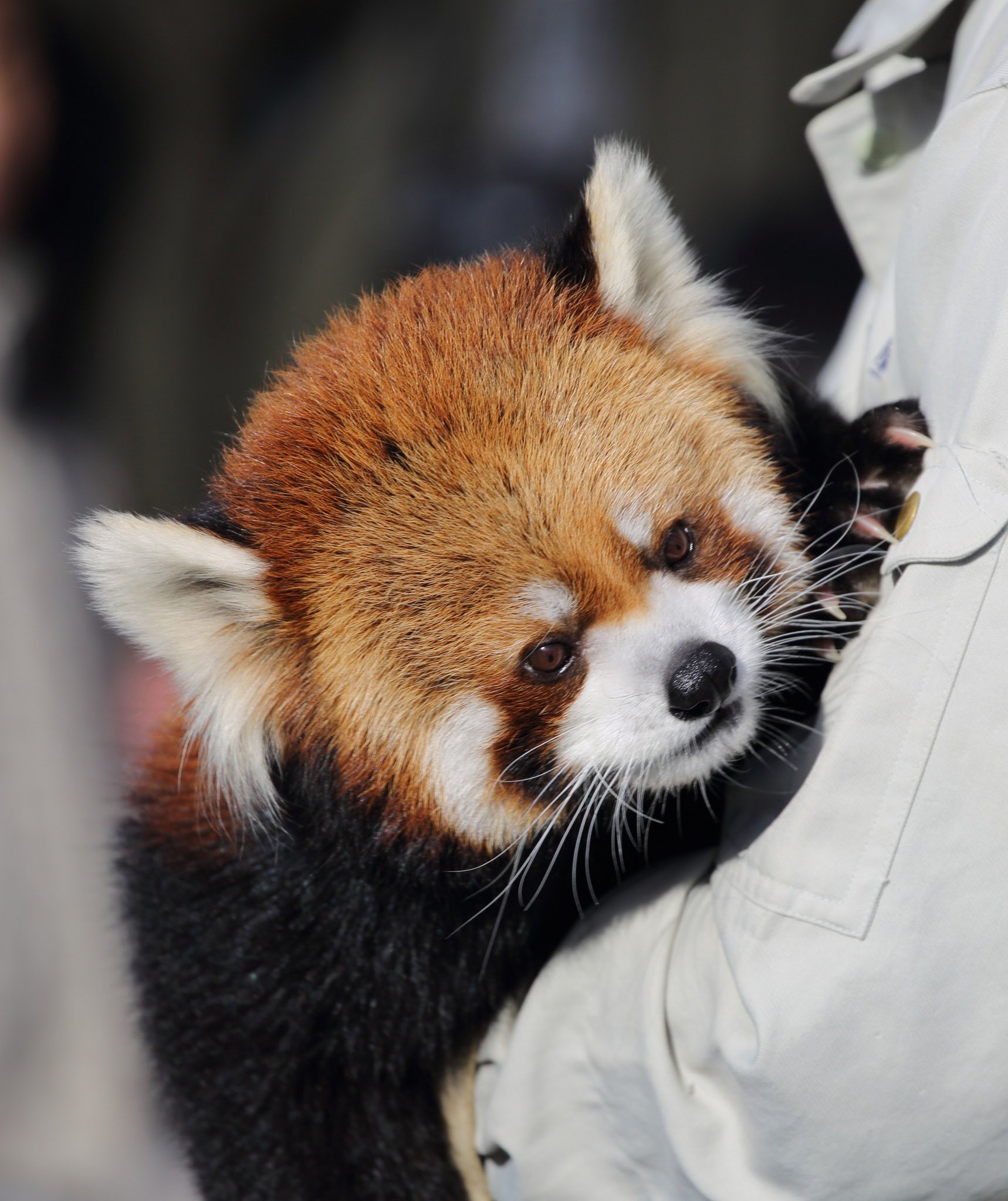 高野 充彦 飼育員さんに抱っこしてもらう レッサーパンダ のロンくん 茶臼山動物園 レッドパンダ 動物 動物園 長野市 18 01 06 T Co Rgfhp4qy99 Twitter
