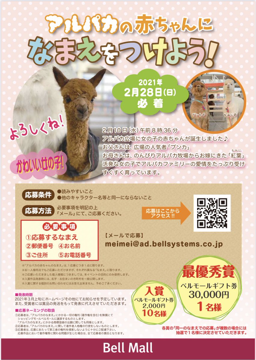 Maite Alpaca Maite Alpaca Twitter