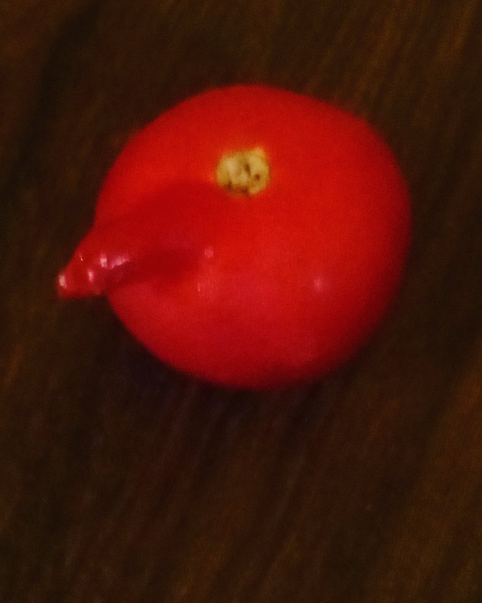 EditorAntony's tweet photo. Tomato with Nose https://t.co/hKIwDFGrjl
