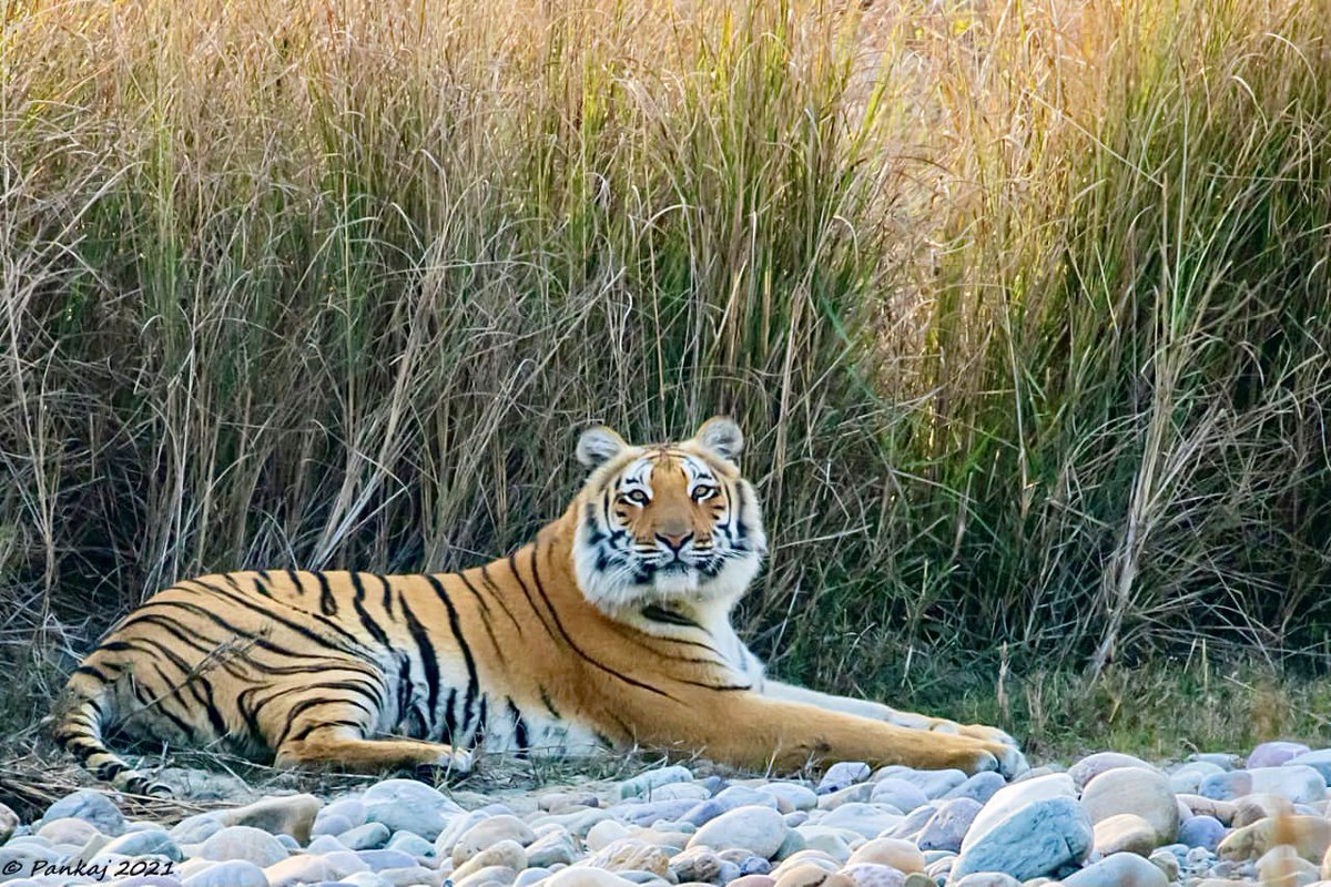 pnkjshm's tweet photo. While focusing on Eagle heard alarm calls, driver whispered “Tiger around”  on our left saw this beauty, it came out of the grass, sat quietly &amp; posed for good 1 hour before vanishing in grass again

#IndiAves #wildlifephotography #nature #TwitterNatureCommunity #Tiger #IndiWild https://t.co/x1IX8JpjHm