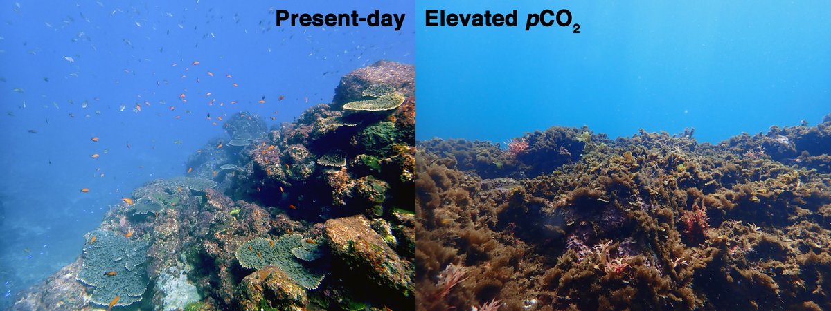 /1 Excited to share two papers we recently had published this year looking into the role of ocean acidification in shaping marine communities using our natural CO2 seep in Japan.Ocean acidification (OA) causes a shift from corals and macroalgae systems, to simplified turf algae
