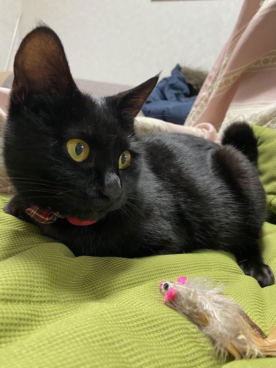 泉北コミュニティ 金剛さやまコミュニティ On Twitter 里親募集を掲載しました 泉北コミュニティ 金剛さやまコミュニティ 譲りますコーナー で掲載中 Https T Co Qybhx3slou 引き取り先が決まり次第掲載を取り下げていることがございます 里親募集 猫