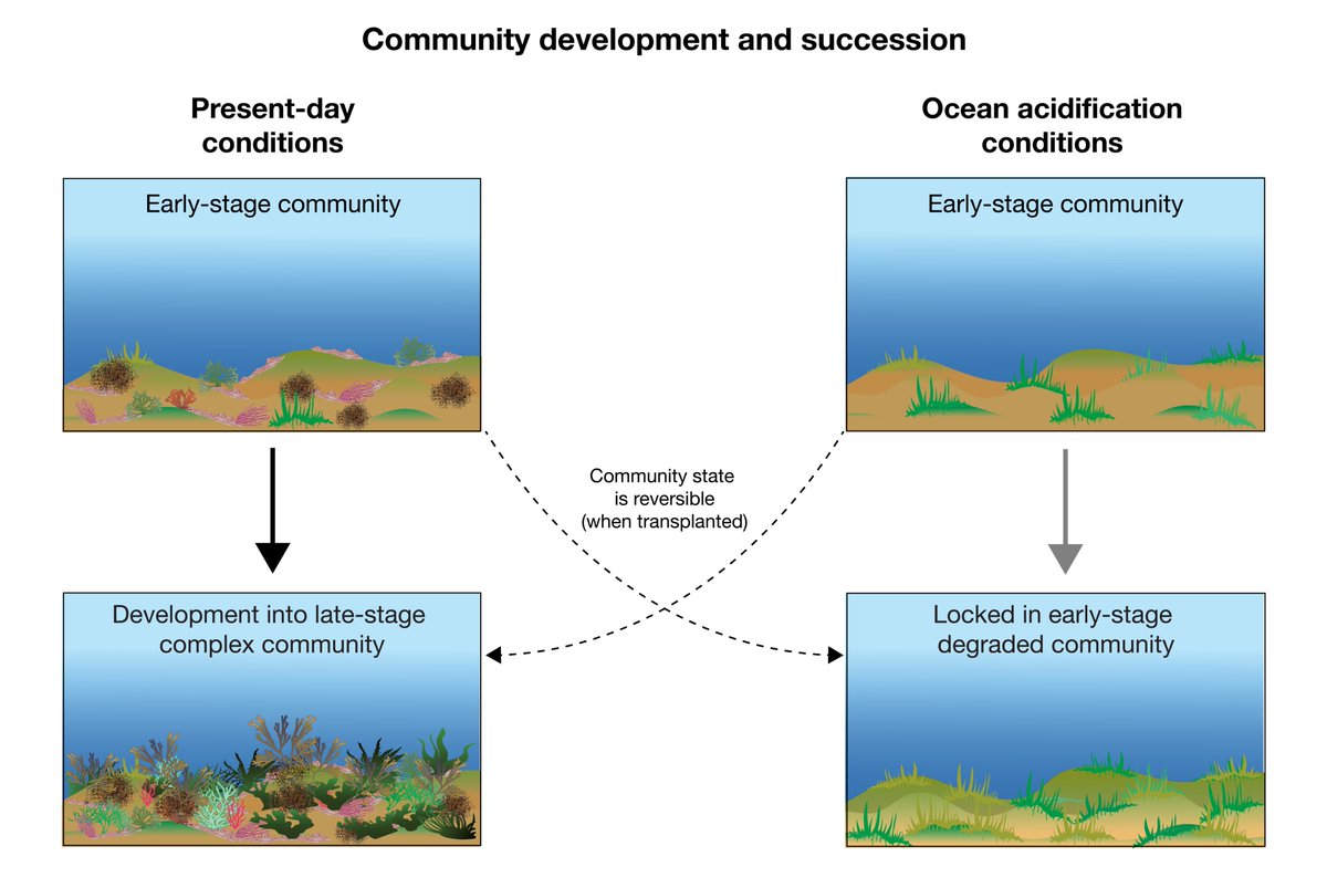 /2 In order to understand how this shift in the community happened, we assessed the community succession patterns of macroalgae. We found that OA 'locked' the community into an early-stage turf community, recently published in Global Change Biology  https://doi.org/10.1111/gcb.15455