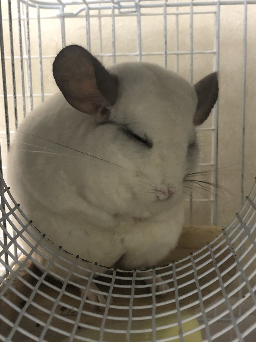 てんむすおにぎり A Twitter 私の旦那 チンチラのこのポーズを見ると お腹痛いポーズだ とニヤニヤしてる