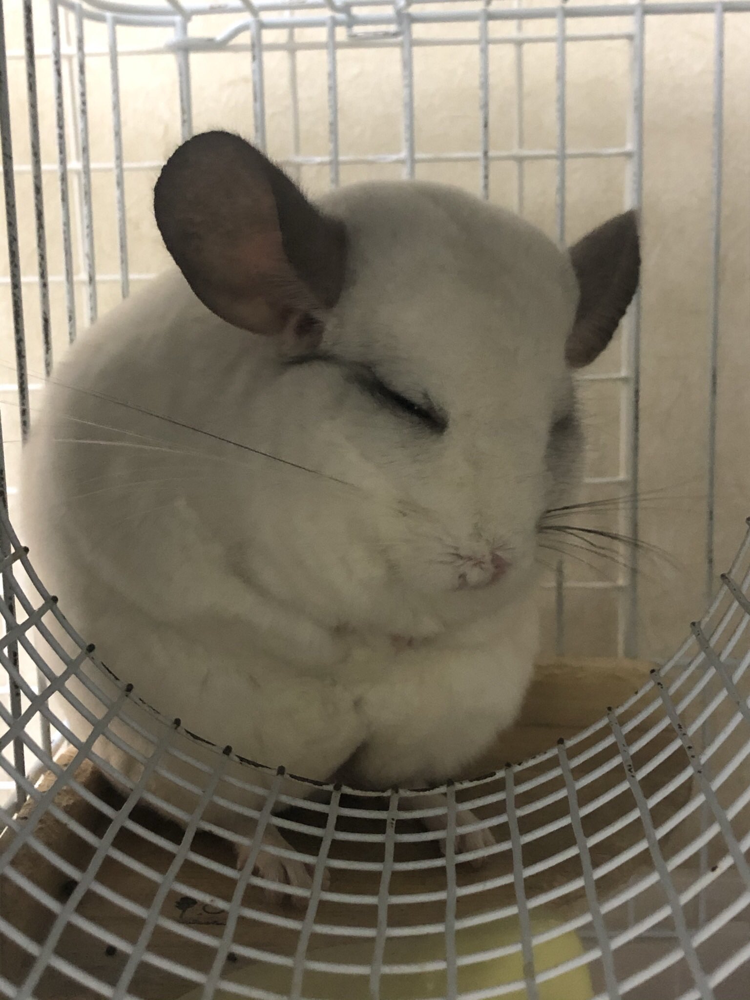 てんむすおにぎり 私の旦那 チンチラのこのポーズを見ると お腹痛いポーズだ とニヤニヤしてる T Co 7bzx7mjnip Twitter