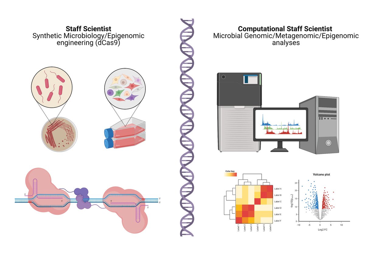 CJohnstonLab1's tweet photo. The Johnston lab at @fredhutch is seeking two outstanding Staff Scientists (one wetlab/one drylab) to advance our epigenetics/synthetic microbiology/metagenomic projects. 
If you could RT to your network would greatly appreciate it! Links below https://t.co/p1NLvO5MZi