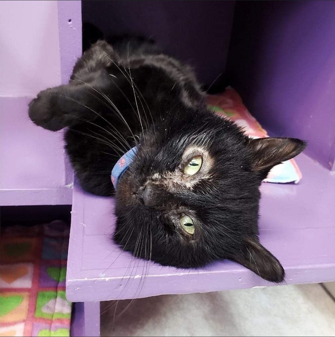 CrashsLanding's tweet image. In celebration of the 25-year anniversary of the movie 'Happy Gilmore', we would like to introduce you to our Happy Gilmore. 👋 Bio coming soon!  #happygilmore #fivcat #blackcat