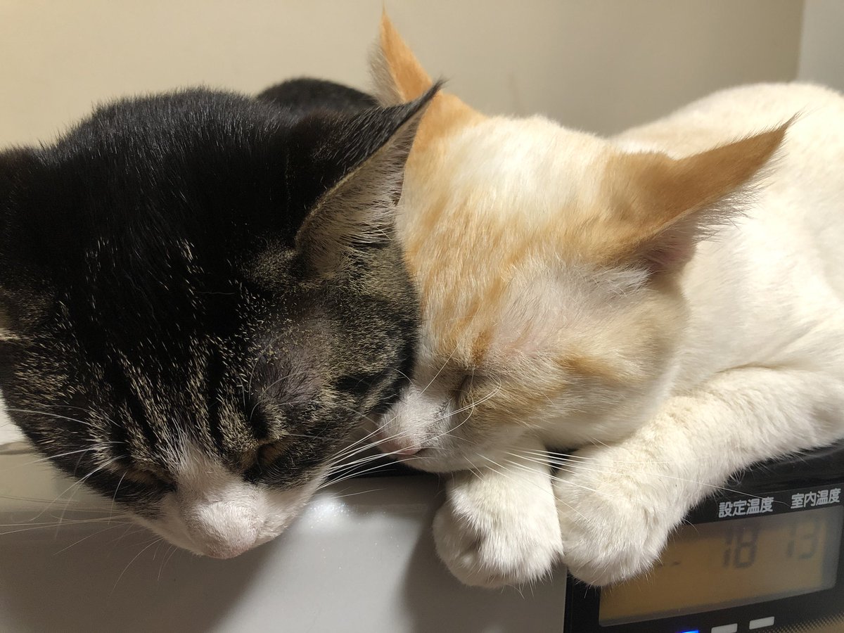 ミーチャム 白いやつ誰かとくっついていたいタイプ ビアンコ カラーポイントショートヘア 猫のいる暮らし 黒猫 キジトラ ミーチャム 白いやつ誰かとくっついていたいタイプ ビアンコ カラーポイントショートヘア 猫のいる暮らし 黒猫 キジトラ
