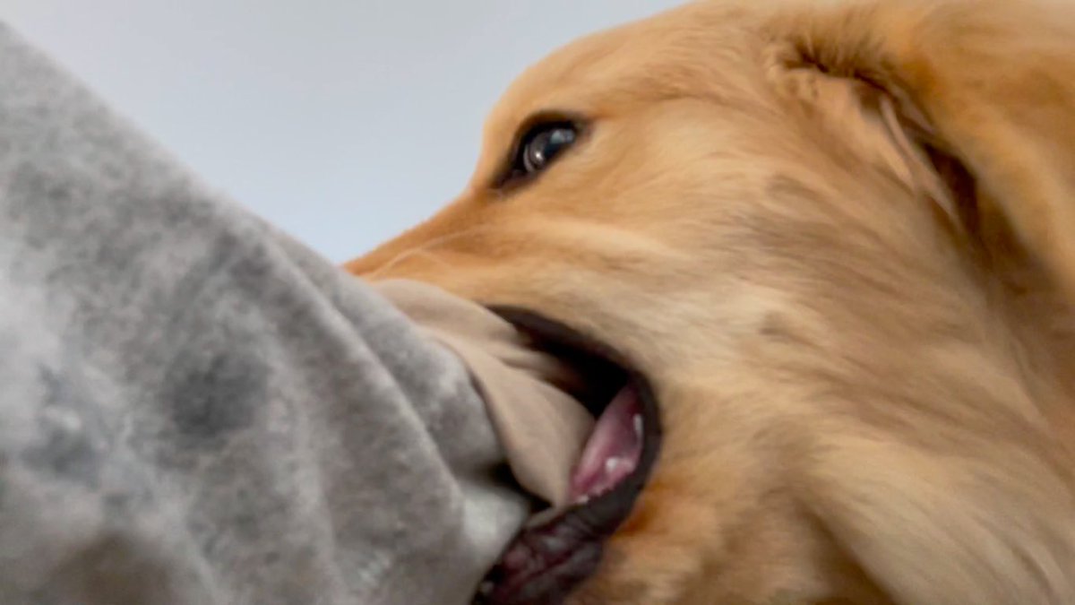 ট ইট র びすけ物語 ゴールデンレトリバー 大型犬の甘噛みは 腕ごとカブり付かれます T Co E9mqljce1y Youtubeより