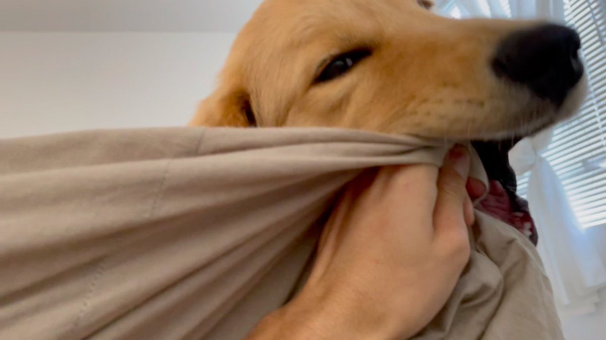 ট ইট র びすけ物語 ゴールデンレトリバー 大型犬の甘噛みは 腕ごとカブり付かれます T Co E9mqljce1y Youtubeより