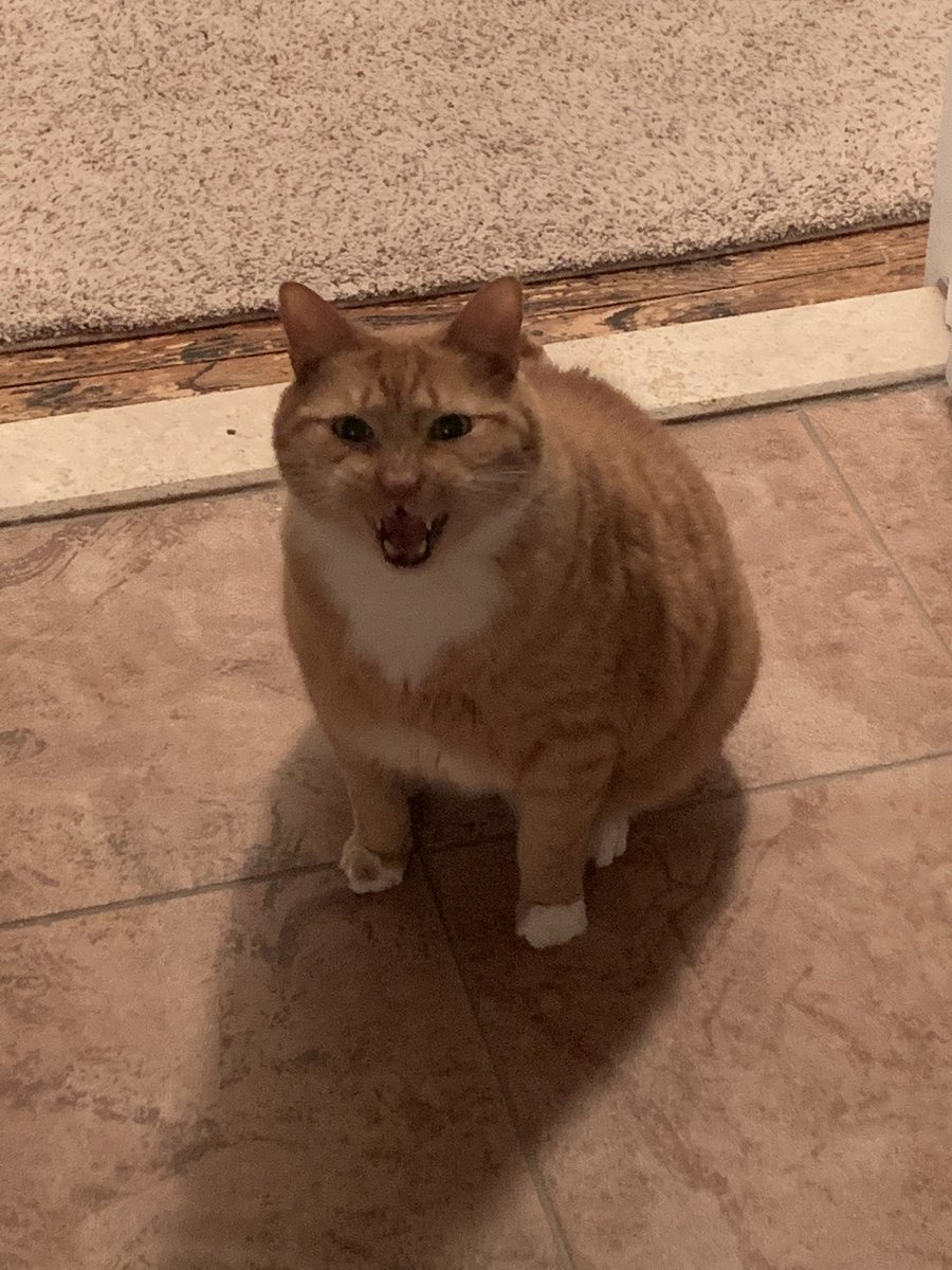 AnnMarie419's tweet photo. Never-ending demands from the fat cat. 

#cats #fatcat #tabby #orangetabby #angry #annoyed #demanding #talking #alwaystalking #meow #catownerproblems #zeroalonetime #weirdo #clingy #CarterFlynn https://t.co/eCKRNsnCYh