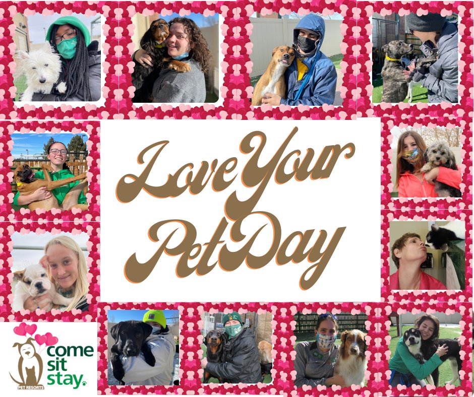 Today is National Love Your Pet Day. At CSS, every day is Love Your Pet day. Here are just a few pictures of our Guest Attendants and Managers, loving on our Guests. #loveyourpetday2021 #pethotel #dogboarding #doggiedaycare #dogtraining #petshipping