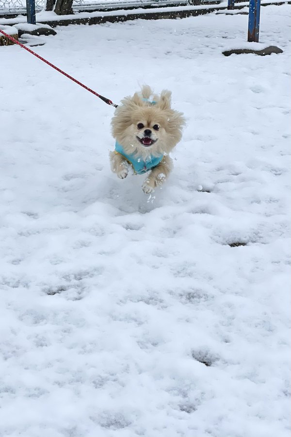 白ごはん Com 冨田ただすけ 公式ブログ 久しぶりのちゃこ 春菊のナムル Powered By Line