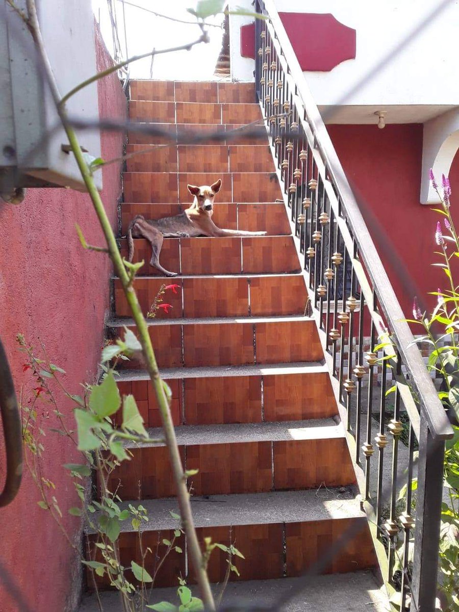 #QuedateEnCasaGT

#SamayacSuchitepéquez 
¿Conoces a los dueños? Vecinos de Cantón Quilá denuncian #MaltratoAnimal.
No hemos logrado comunicación con las personas. Se van y dejan sin comida y agua al 🐕 por más de 1 semana. Es cruel tener mascotas en éstas condiciones

#Compartir