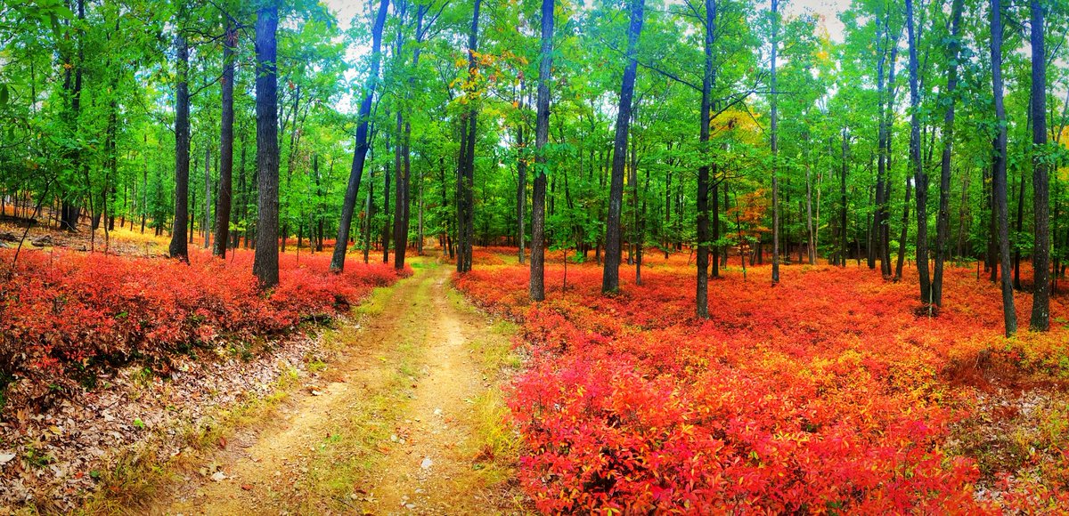 ClearWaterPA's tweet photo. We are excited to share that this week ClearWater Conservancy and the PA Department of Natural Resources permanently protected and added 1,271 acres to the Rothrock State Forest!  
https://t.co/4njCCdXFkO

#moreoutdoors #forestsforever #lovewhereyoulive #centredoutdoors https://t.co/iOdF62NWgH
