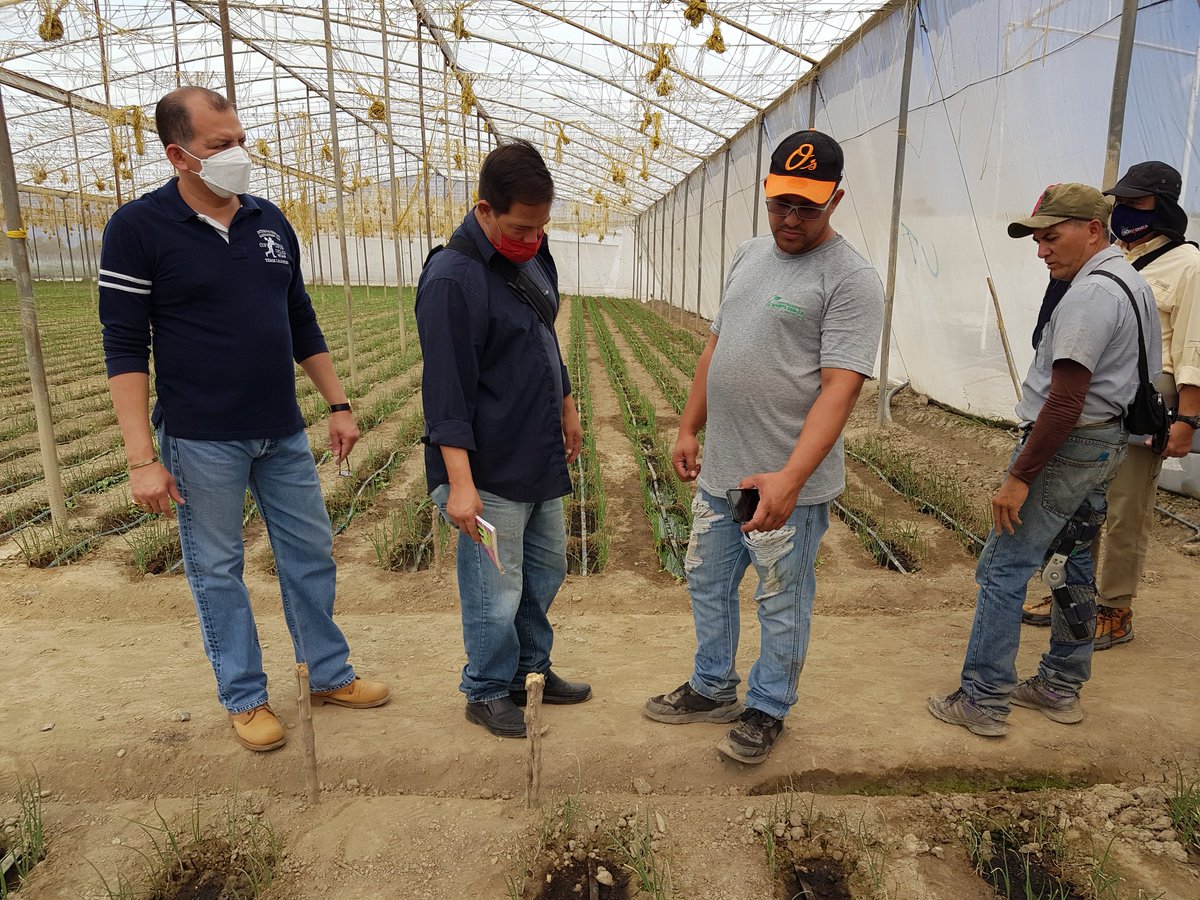 mercoexoficial's tweet photo. Inspección de #Mercoex al proyecto Agro productivo en Quibor, municipio Jiménez Estado Lara . Contando con la presencia del Ing. Carlos Rodríguez, Lcdo. Joaquín Rondon, José Evelio Gómez, entre otros, apoyando al desarrollo del crecimiento agrícola. #Mercoex #SomosMercoex https://t.co/Z4GRa2kpaX