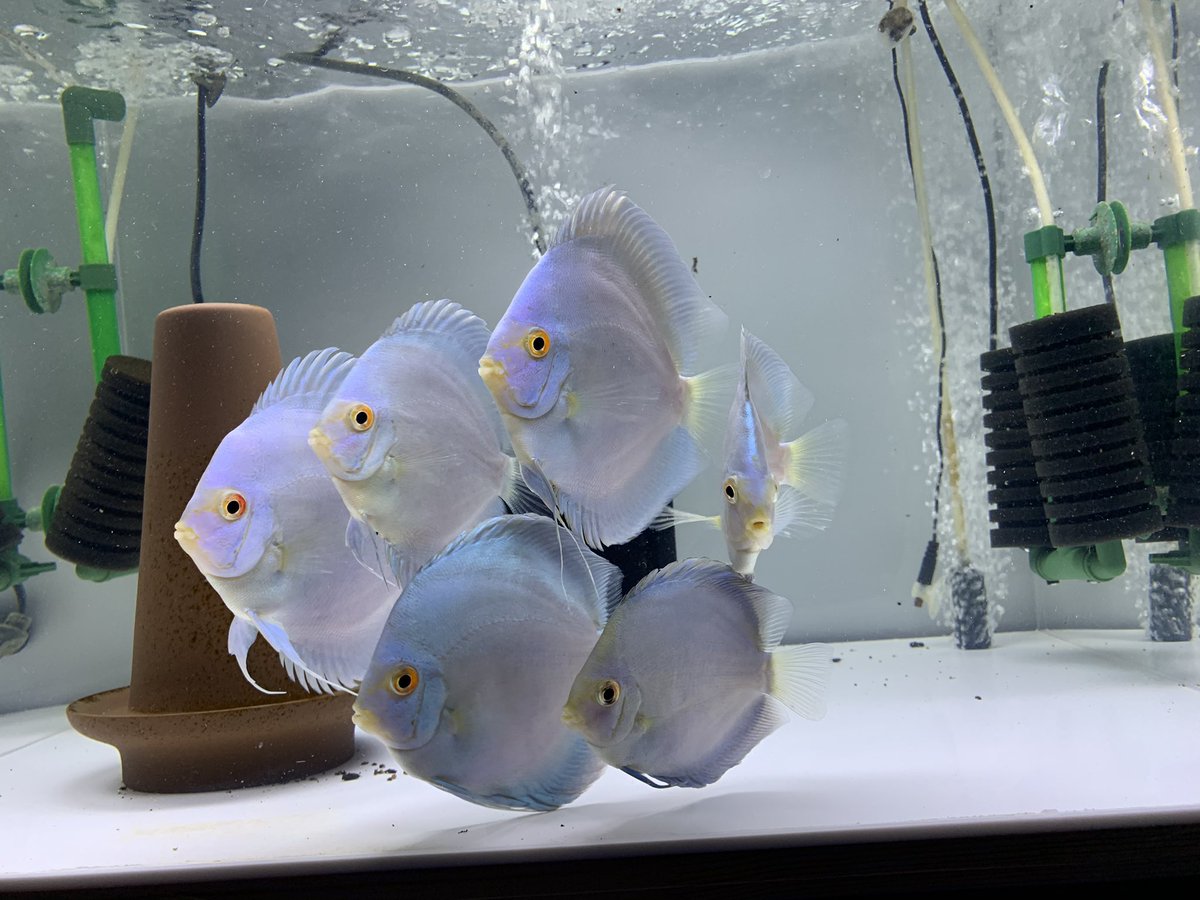 毎朝、おはようダンスしてくれます♪

仕事から帰宅した時もお帰りなさいダンスしてくれます♪

癒されるんですよね😊
＃ディスカス　
#ダイヤ系