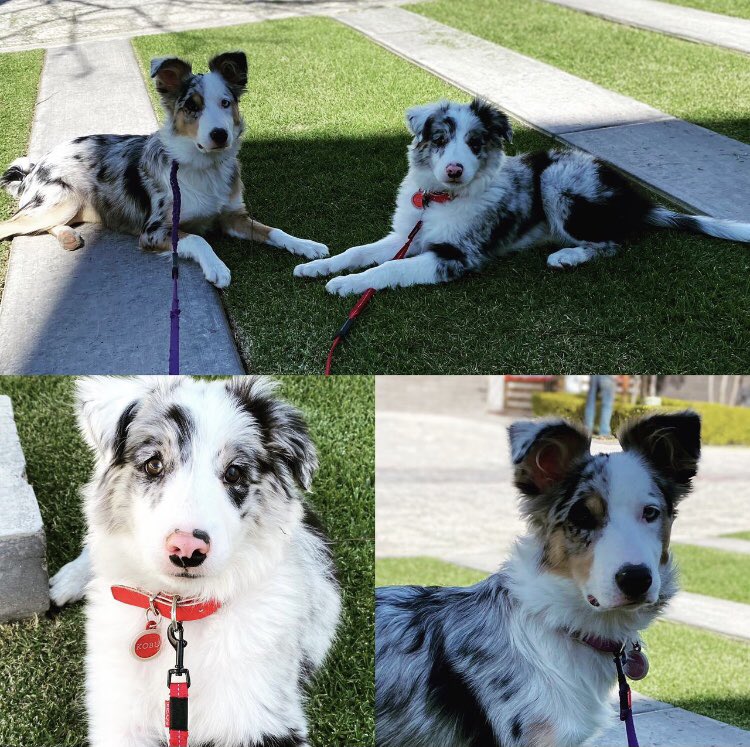 My work from home companions ! #LifeAtATT @Proud2bYoungOrg #proud2byoung 🐶🐶