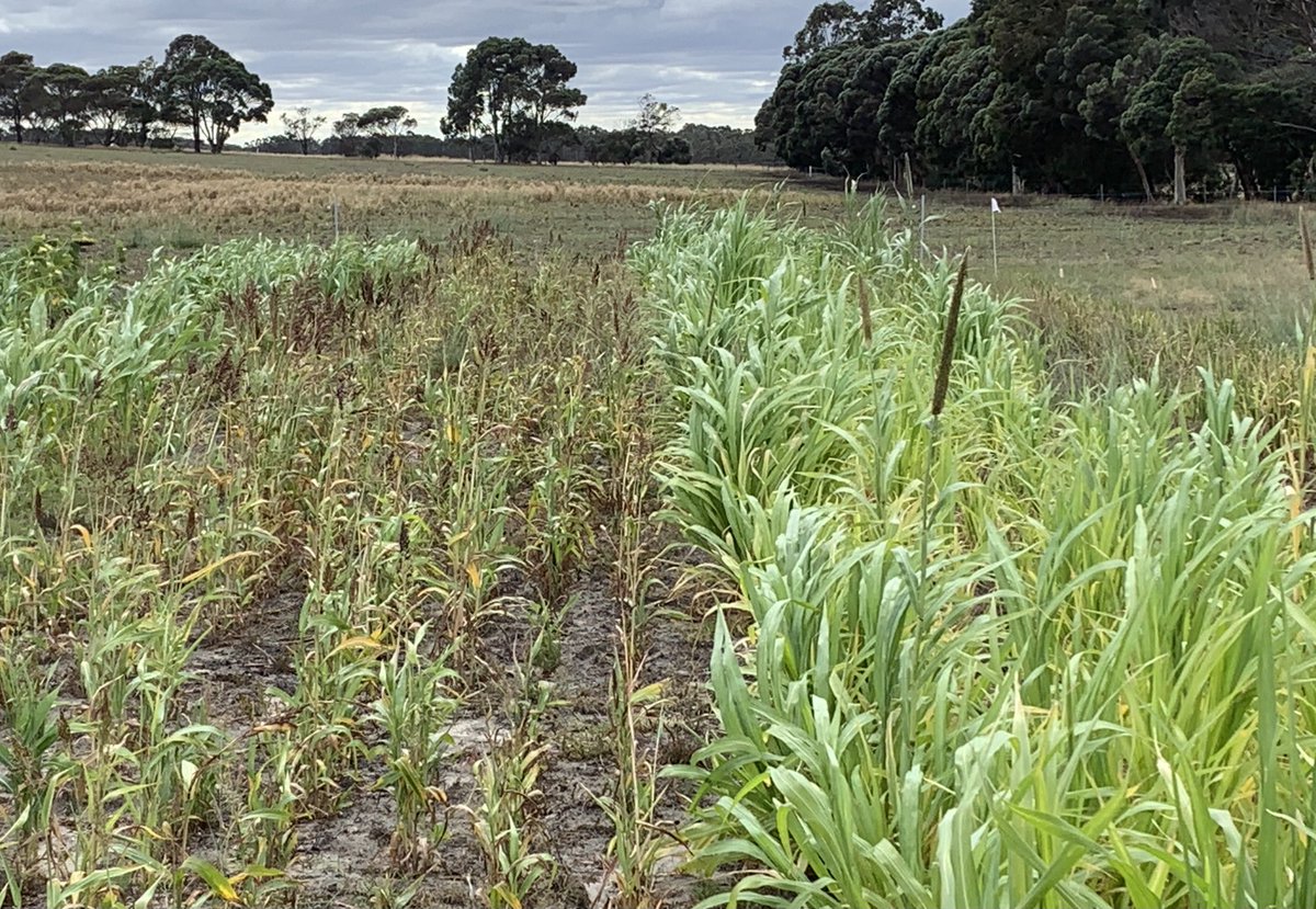 Luke Marquis tweet media