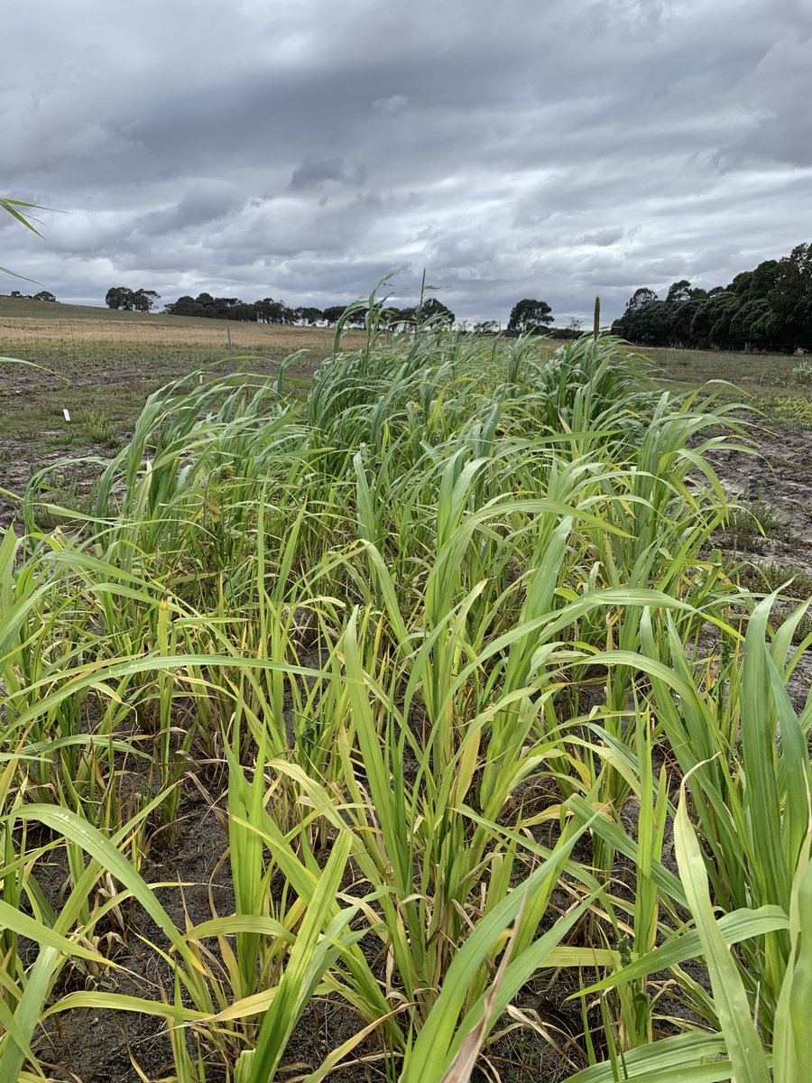 SEAS summer crop trial summer 20/21 sown 12th November 2020 - Rainfall 95.8mm Nov 7mm Dec, 8mm Jan, 5mm Feb.  Pealer Hybrid Millet a standout performer for summer feed potential
