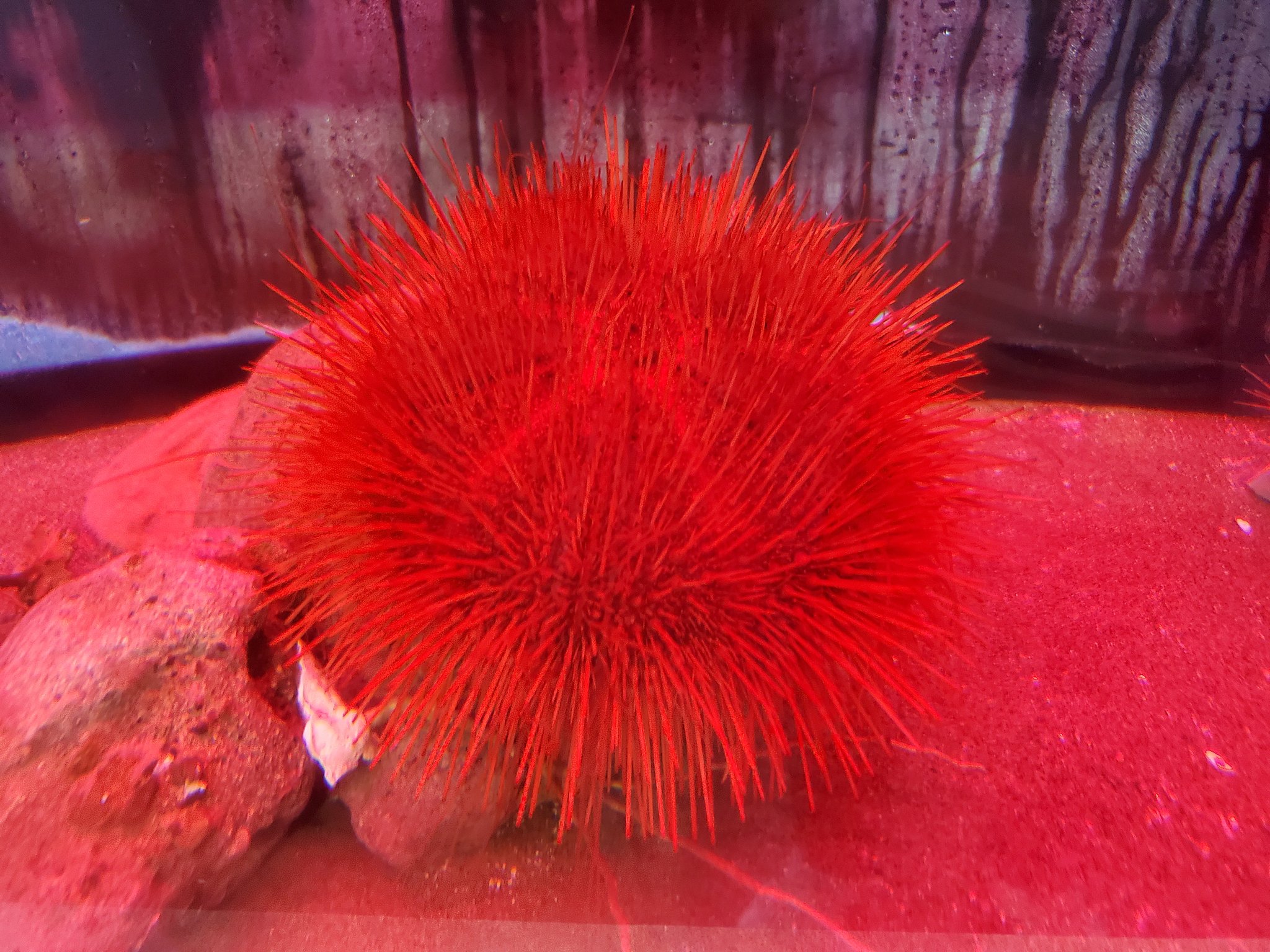 ほこた Deepsea 15 カサアシガゼとしては控えめサイズでかわいい このサイズは見たことなかったので感激です 飼育 個体といえば あわしまマリンパークさんは綺麗な赤色の大型個体を展示してますし 情報の少ないウニなだけに長期飼育は夢があると思います