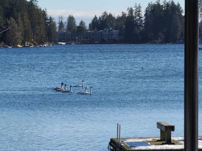 It always feels like a bonus when the swans join us at the lake. Such beautiful birds.