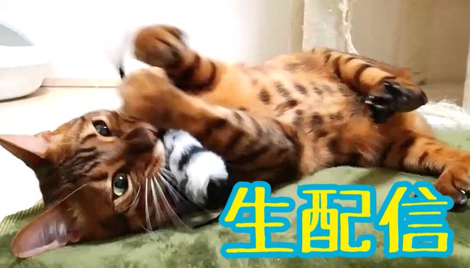 たま にゃんたまhouseさん の最近のツイート 8 Whotwi グラフィカルtwitter分析