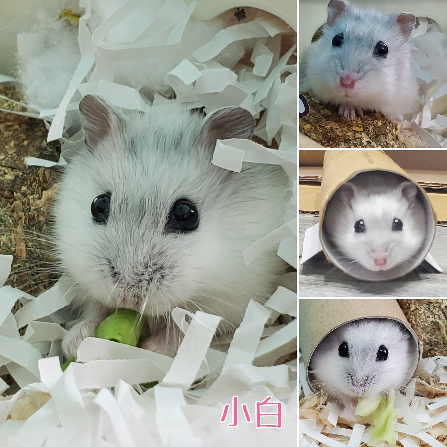 コジロー日記 Twitter Search Twitter