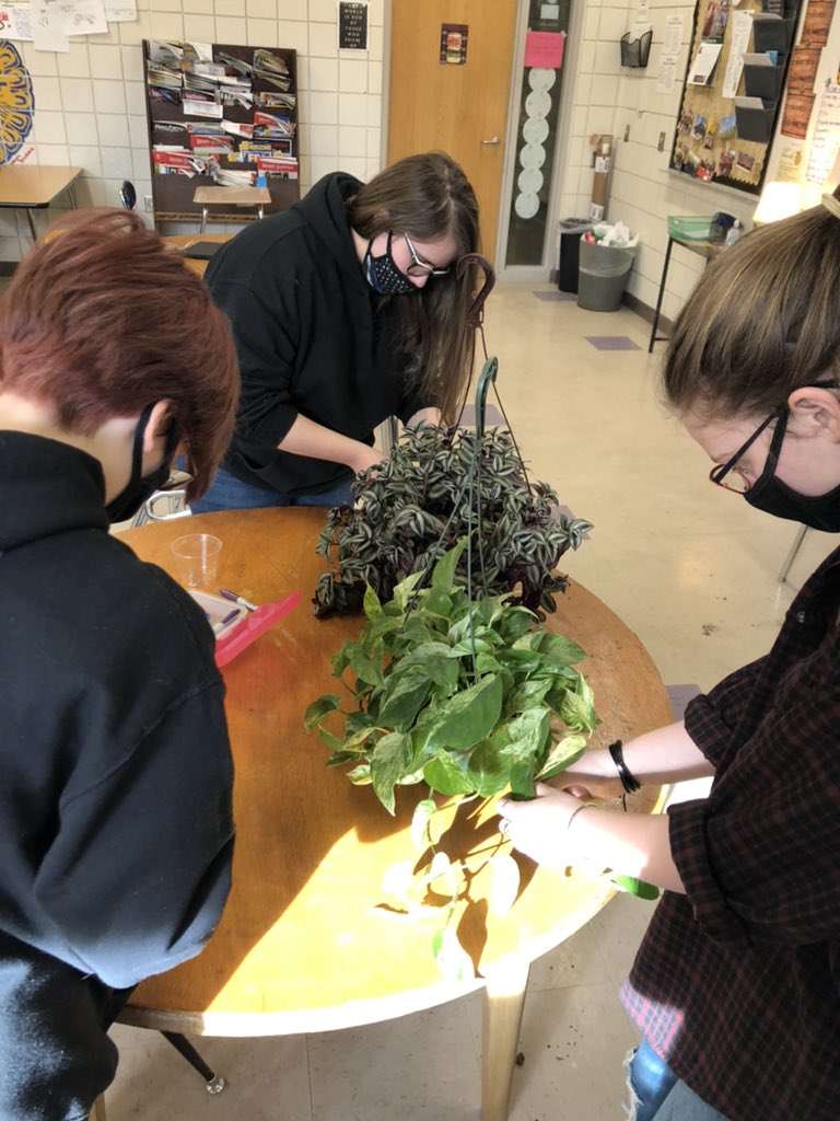 Plant Science students researched and then tried their hand at propagating Inch Plant and Pothos! #GoodhueSchool