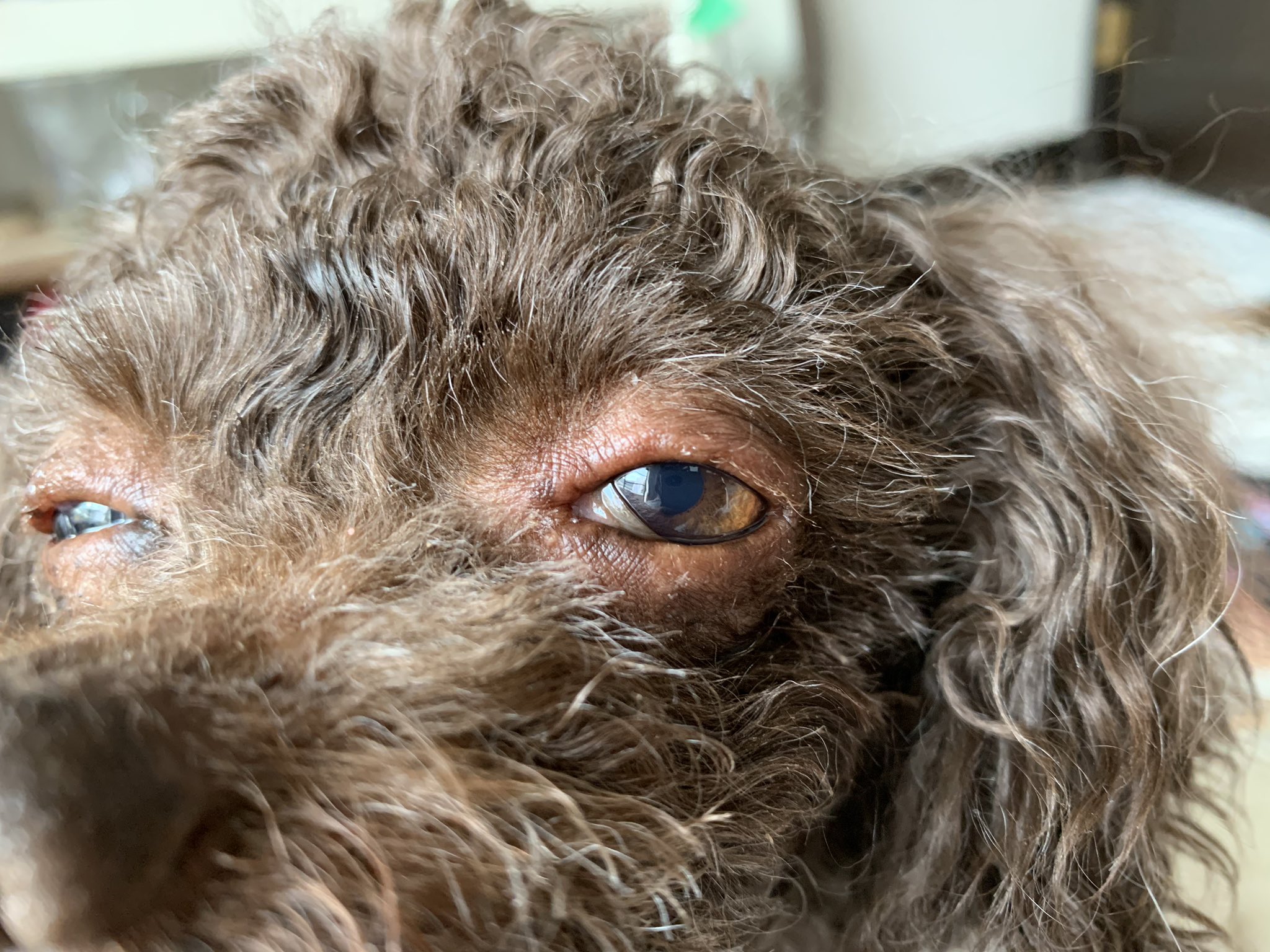 トイプードルのフォーン 脳腫瘍闘病中 Fown09 Twitter