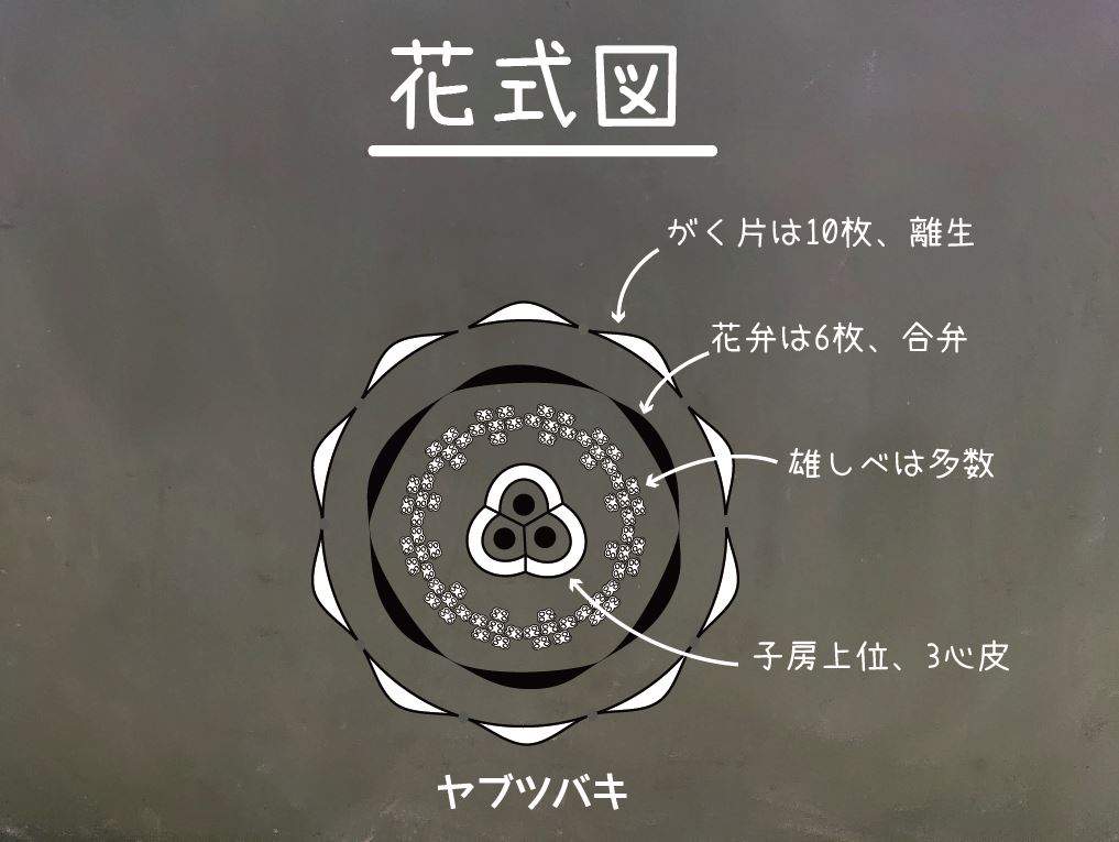 豊田ホタルの里ミュージアム 種類によって違う花のつくりを必要な情報だけで表したのが 花式 写真 と 花式図 です 最近ではあまり見かけなくなりましたが これは便利で花のつくりを比較することができます また 花式図は家紋のよう