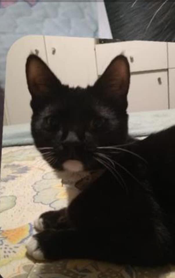 bocetolimitada's tweet photo. ¡GATITA PERDIDA! MÁXIMA DIFUSIÓN
Benita se escapó de la veterinaria EcoinPet, calle Nueva Imperial 4589, Quinta Normal Vecinos, por favor comunicarse con  963898517
Es negrita con blanco, su mentón, panza  y patitas blancas, lo demás negro.
RECOMPENSA
#gataperdida #gatitaperdida https://t.co/rNbcH6sezl