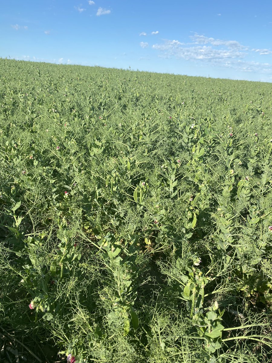 Jason LeBlanc tweet media