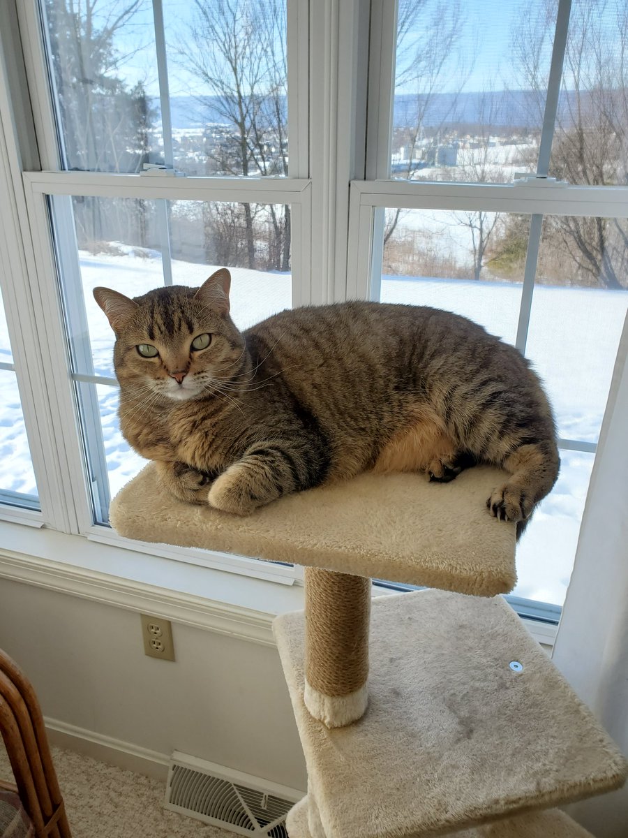 RT @PinchesOfMe: Happy international cat day to my lovely baby!!
#internationalcatday
#cats https://t.co/QxFFrpxmtZ