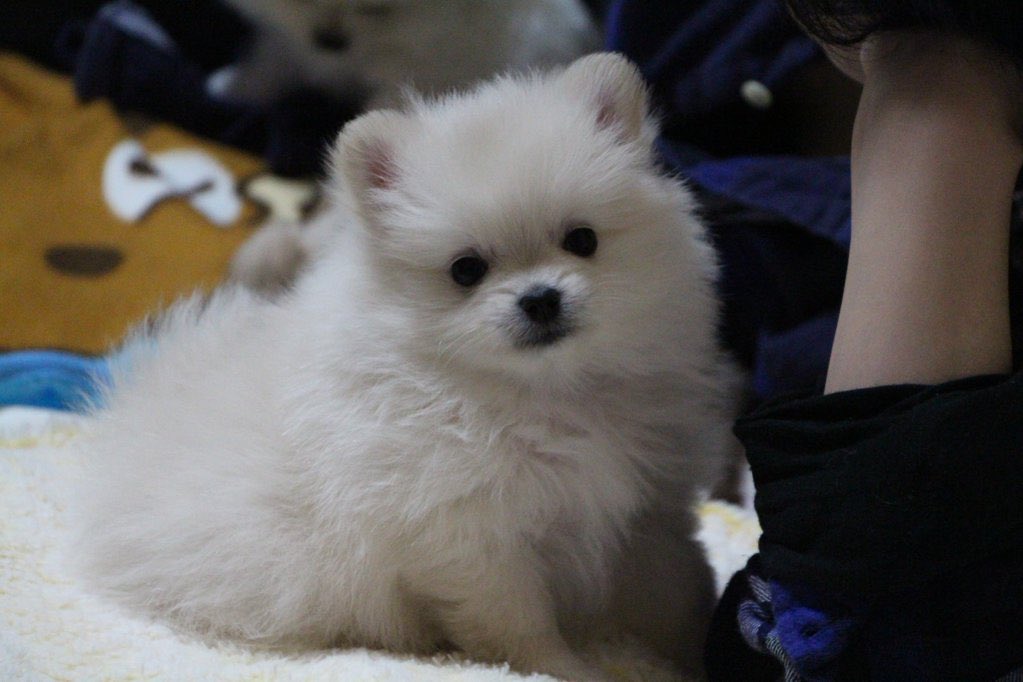 疲れるとふかふかのポメラニアンになってしまう ポメガバース というのがpixivにあるらしい Togetter