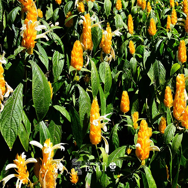 Yuk kenalan sama bunga kuning cantik yang ada di #KebunRayaBali !⁣⁣
⁣
Bunga dengan warna kuning cerah ini dikenal dengan nama Bunga Lilin atau disebut juga Bunga Lollipop. Banyak yang salah sangka Bunga Lolipop berwarna kuning, padahal bunga aslinya adalah yang berwarna putih